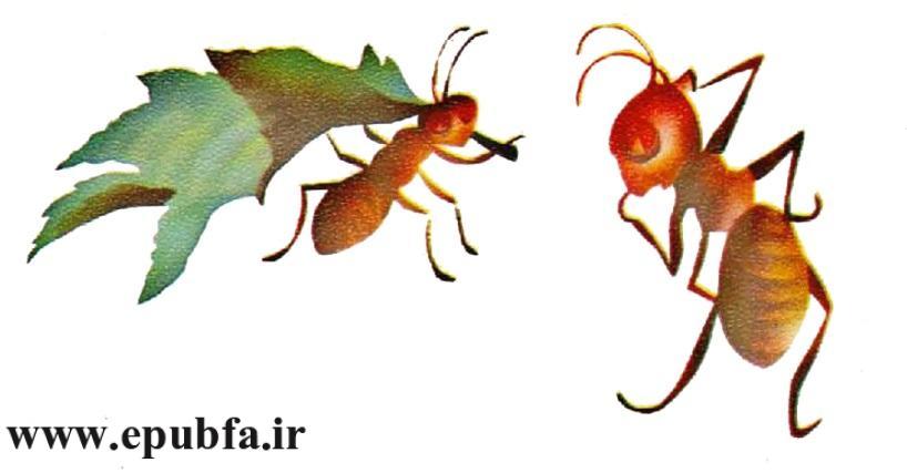 قصه مصری -مورچه ها را چو بود اتحاد- از مجموعه قصه بیایید با هم زندگی کنیم-سایت ایپابفا